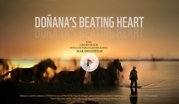 Doñana beating Heart por Hakawatifilm para WWF dirigido por Ofelia de Pablo y Javier Zurita